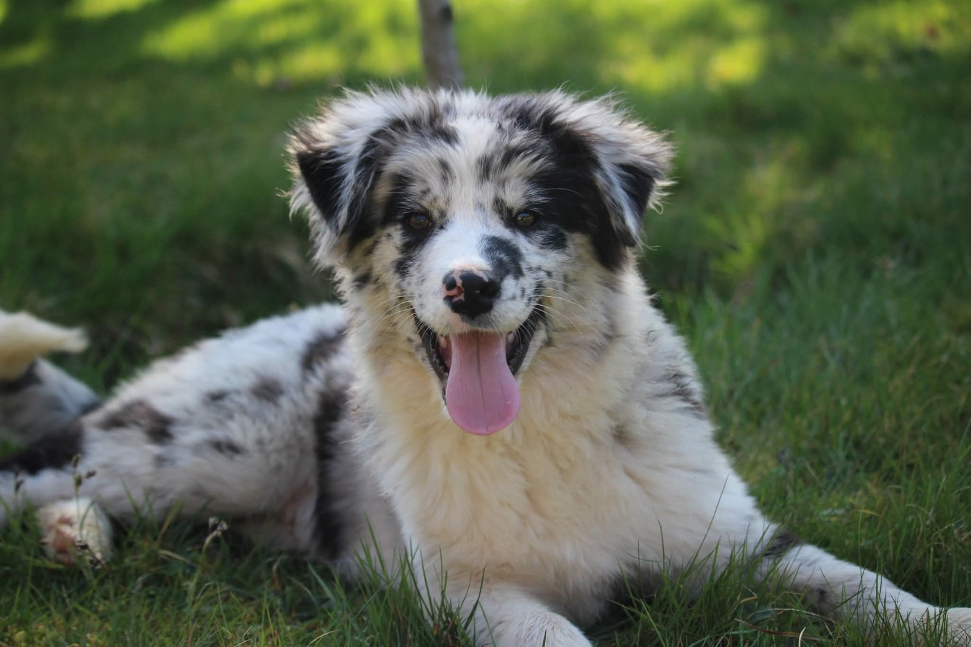 Of The Lion City - Chiots disponibles - Berger Australien