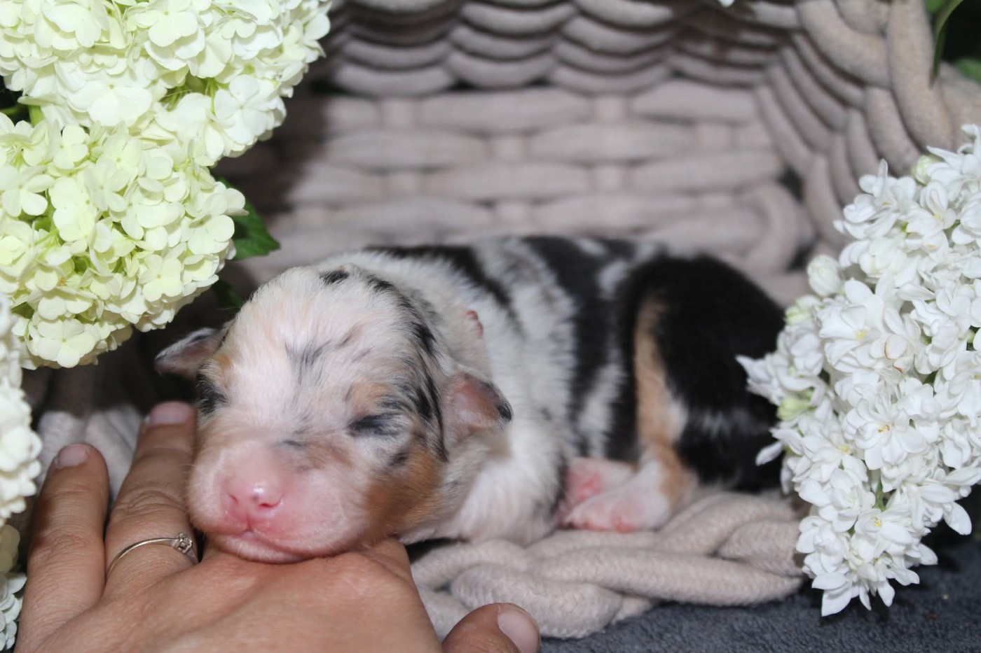 Of The Lion City - Chiots disponibles - Berger Australien