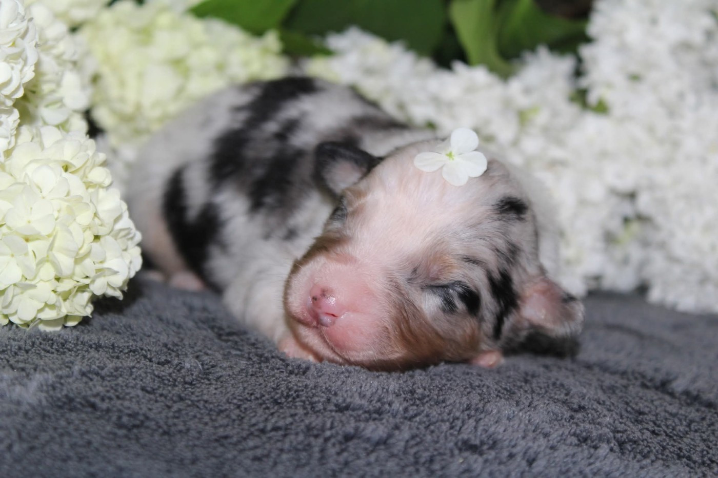 Of The Lion City - Chiots disponibles - Berger Australien