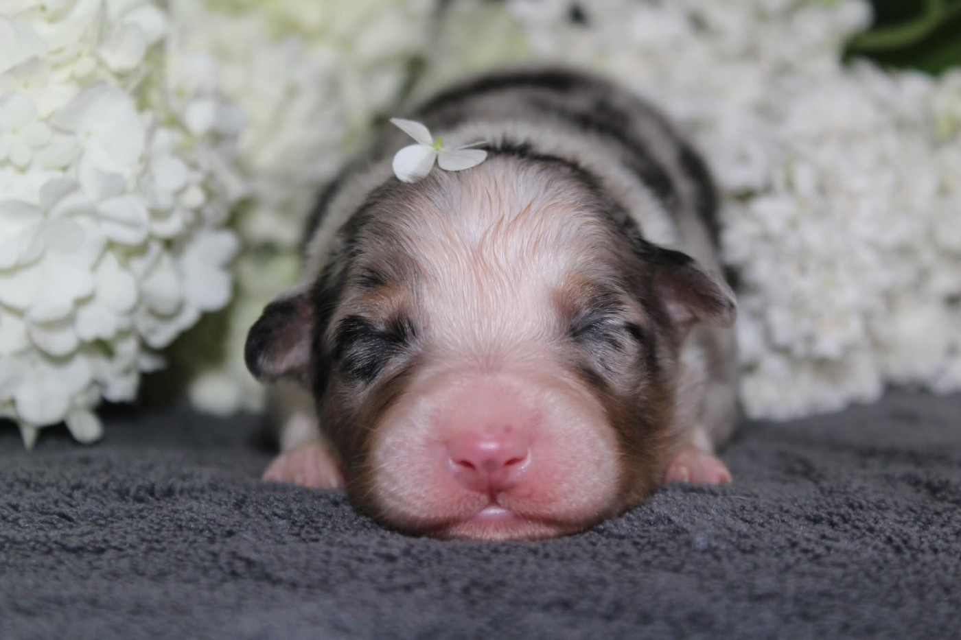 Of The Lion City - Chiots disponibles - Berger Australien