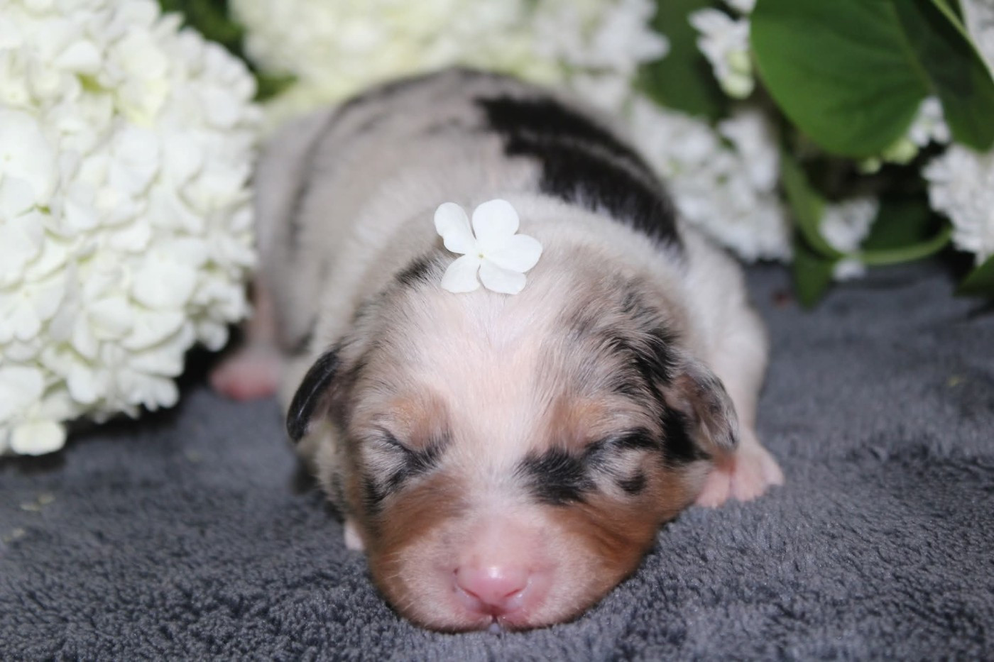 Of The Lion City - Chiots disponibles - Berger Australien