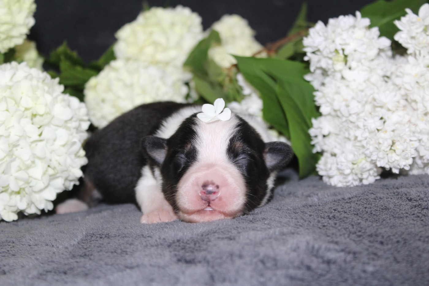 Of The Lion City - Chiots disponibles - Berger Australien