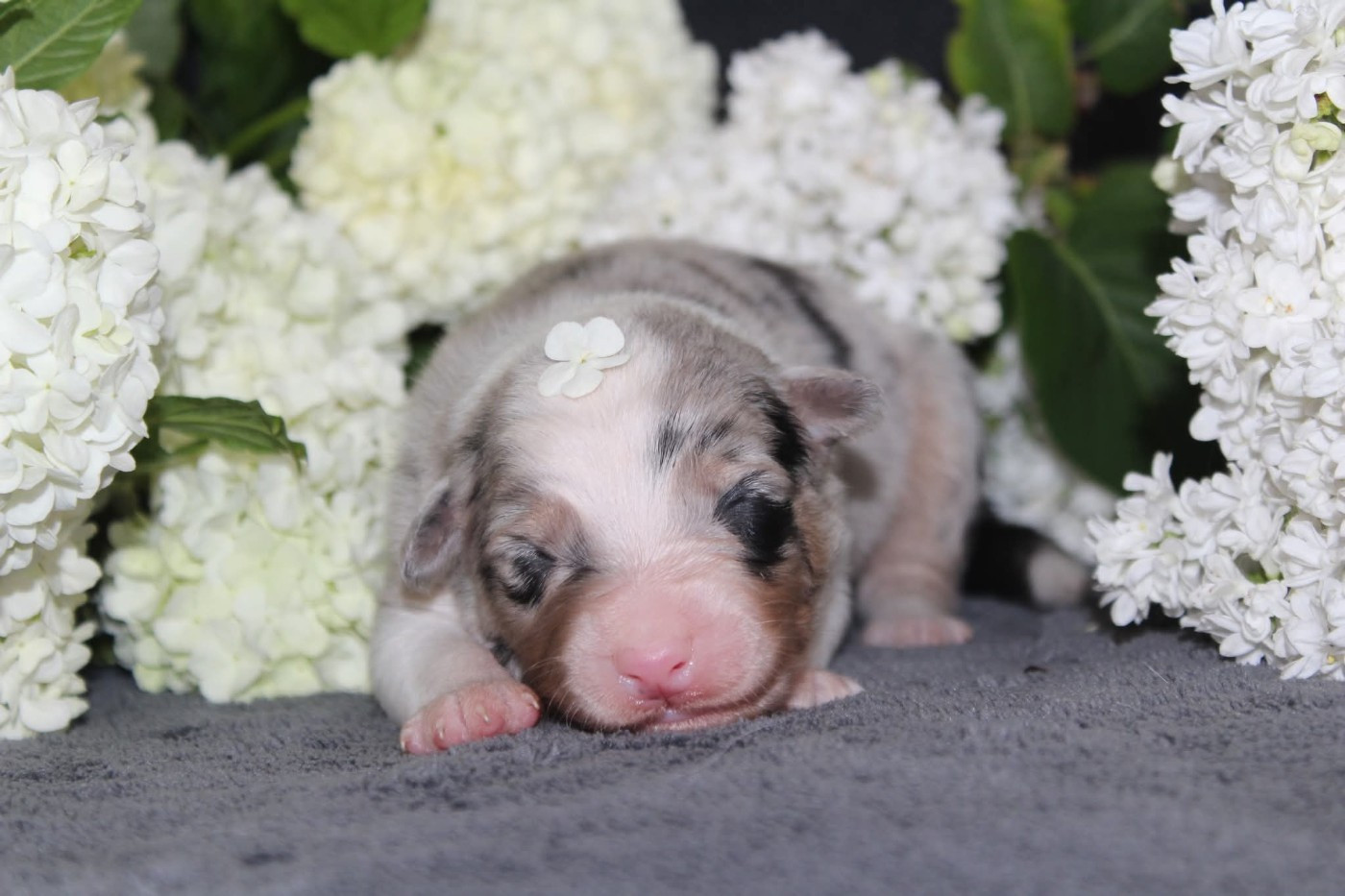 Of The Lion City - Chiots disponibles - Berger Australien