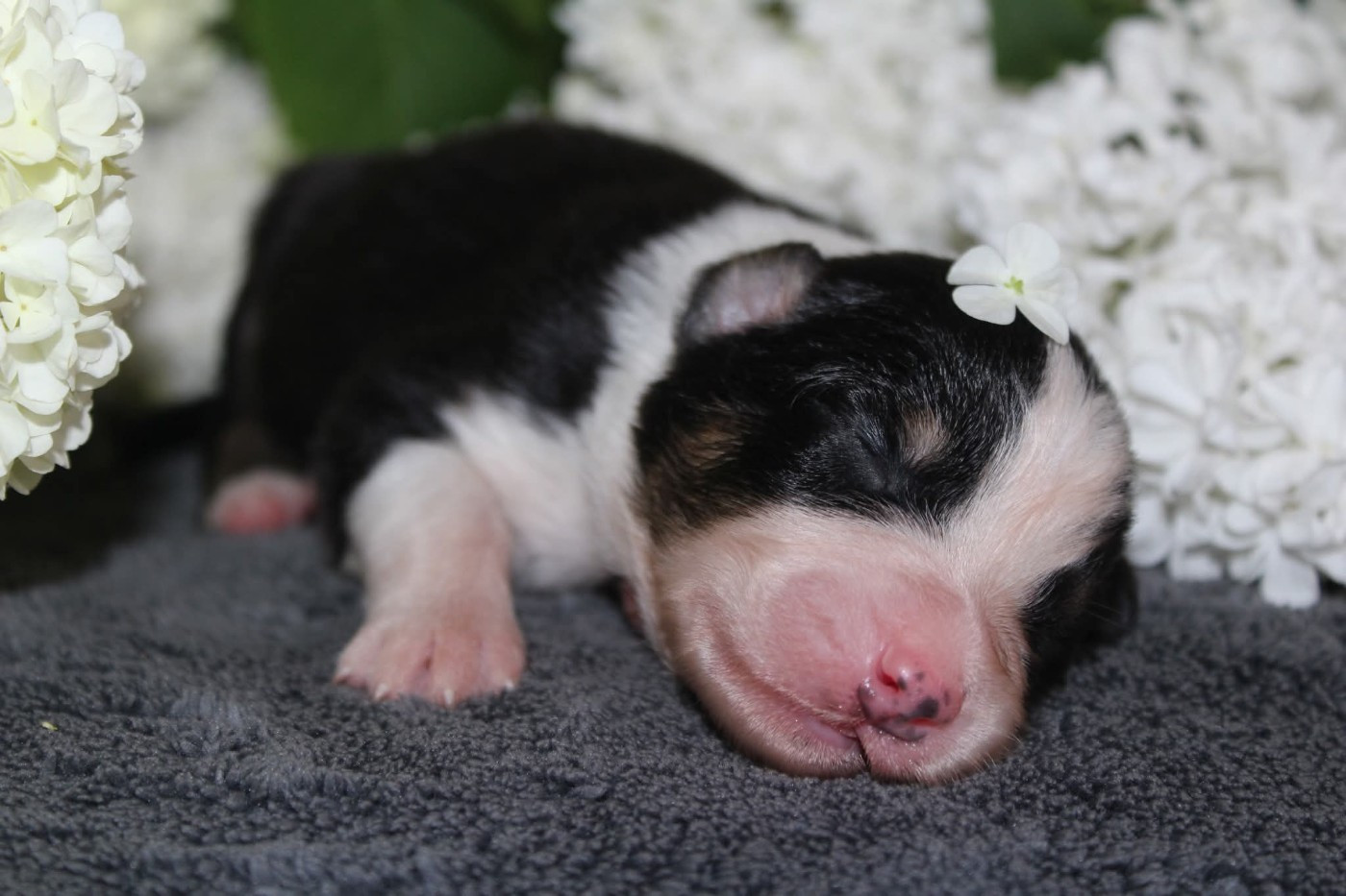 Of The Lion City - Chiots disponibles - Berger Australien