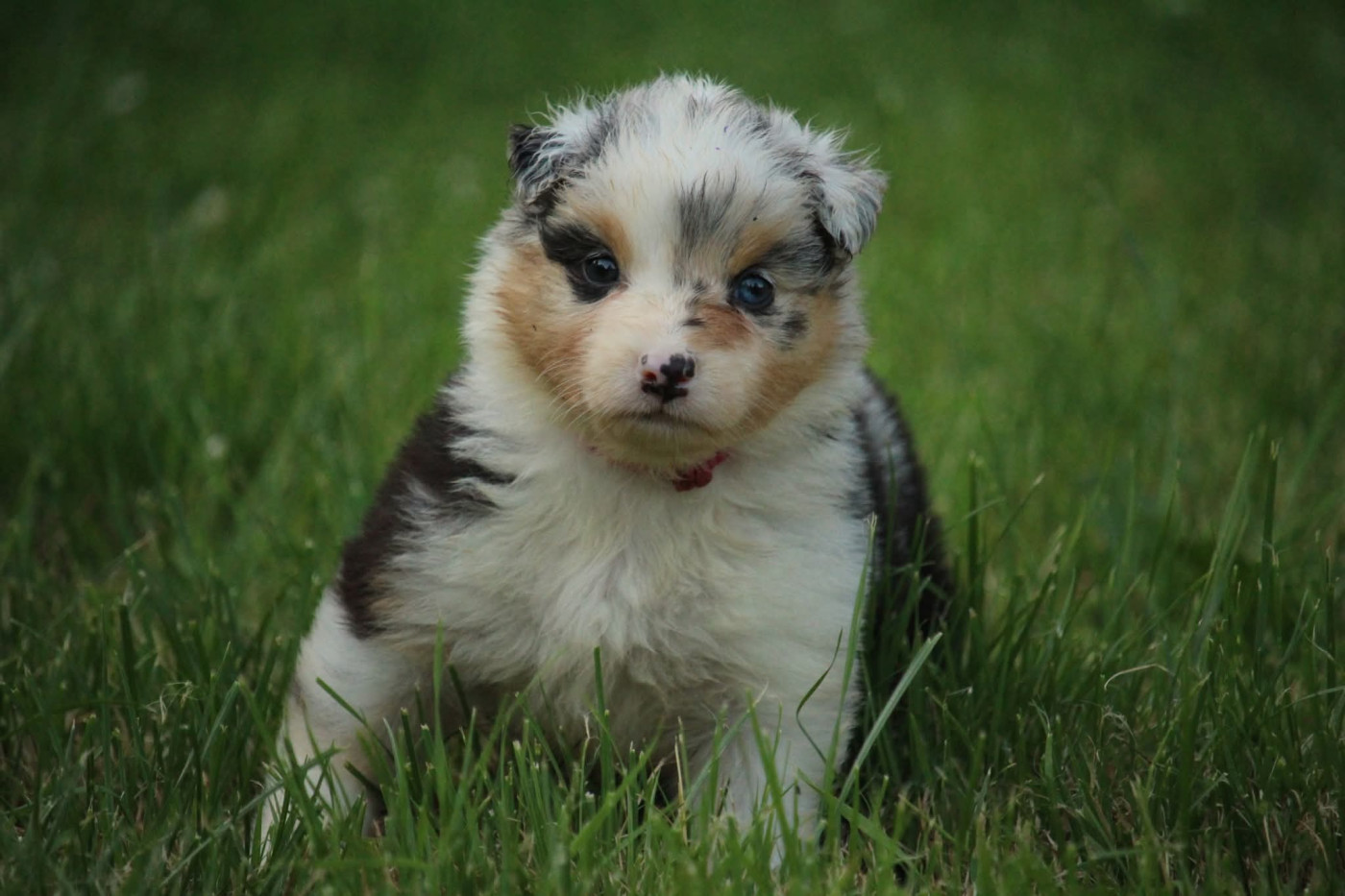 Of The Lion City - Chiots disponibles - Berger Australien