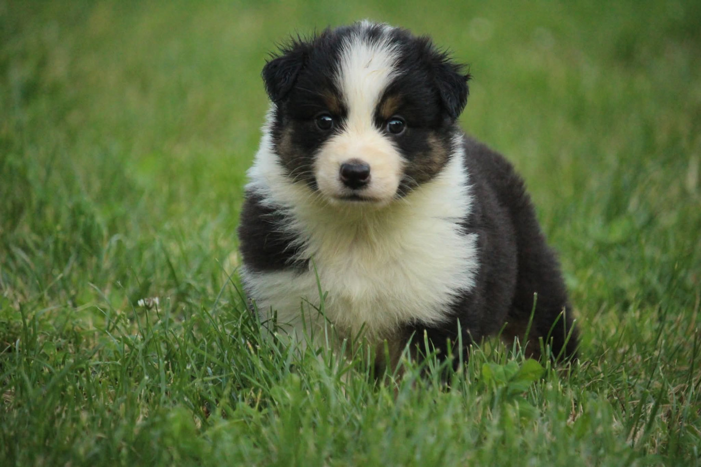 Of The Lion City - Chiots disponibles - Berger Australien