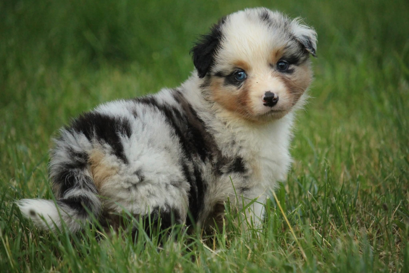 Of The Lion City - Chiots disponibles - Berger Australien