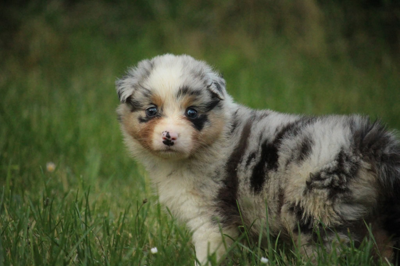 Of The Lion City - Chiots disponibles - Berger Australien