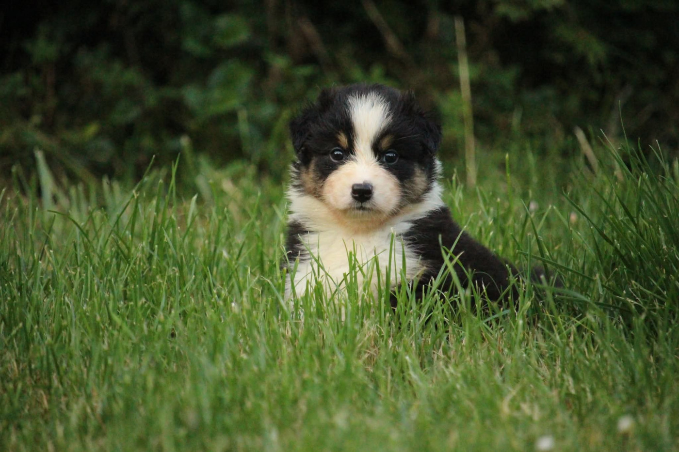Of The Lion City - Chiots disponibles - Berger Australien