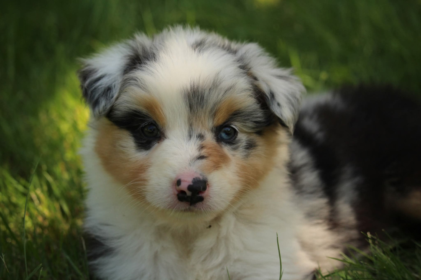 Of The Lion City - Chiots disponibles - Berger Australien