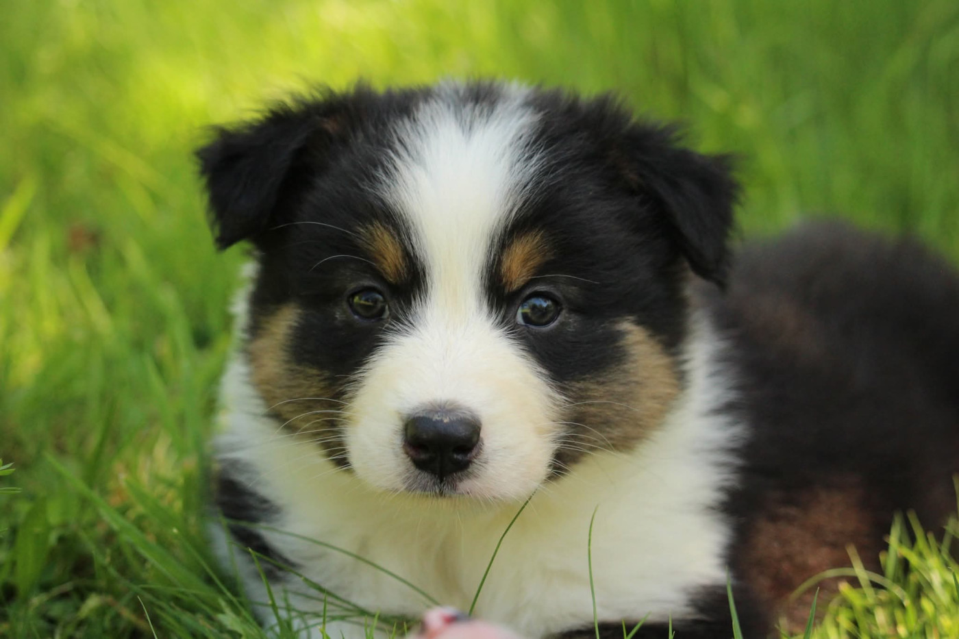 Of The Lion City - Chiots disponibles - Berger Australien