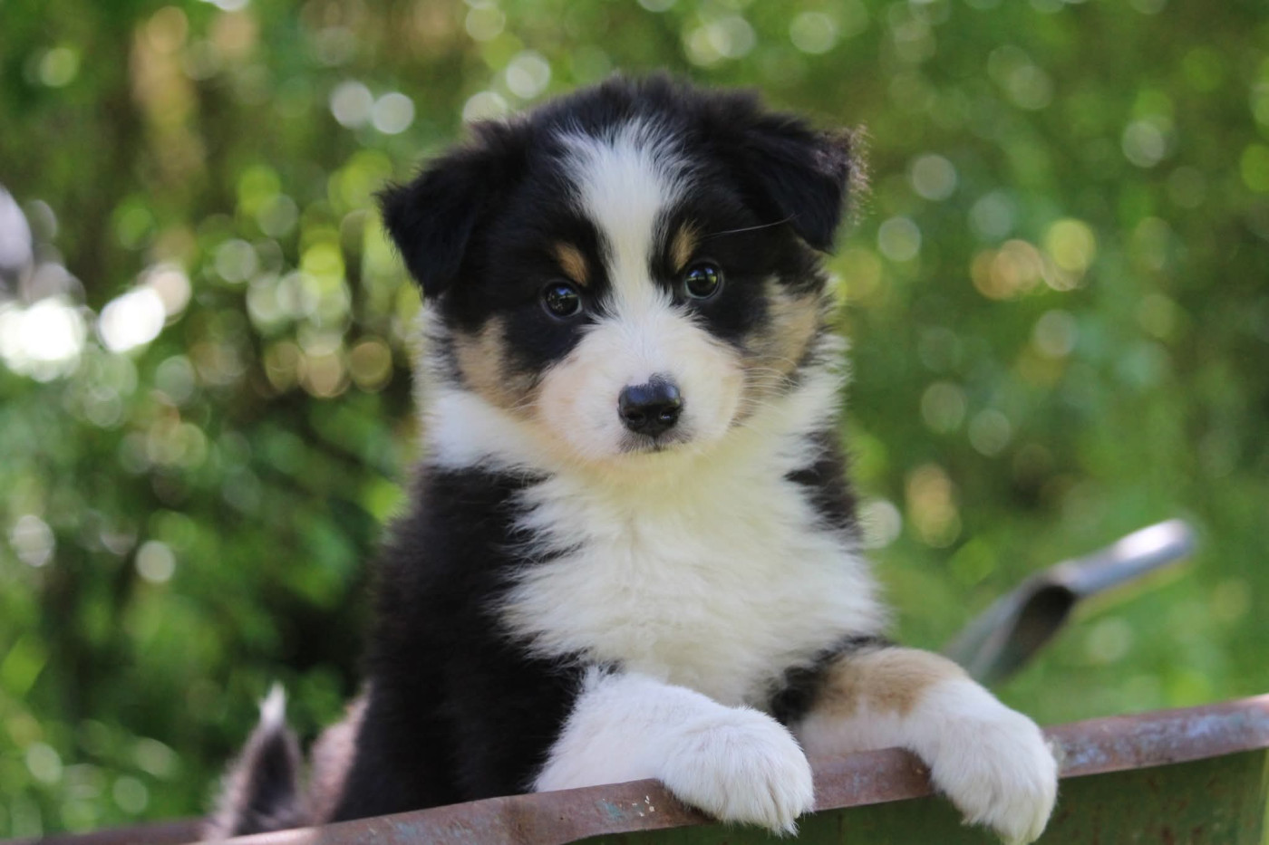 Of The Lion City - Chiots disponibles - Berger Australien