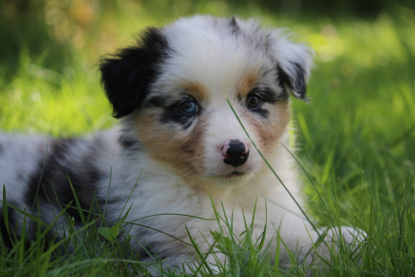 Of The Lion City - Chiots disponibles - Berger Australien