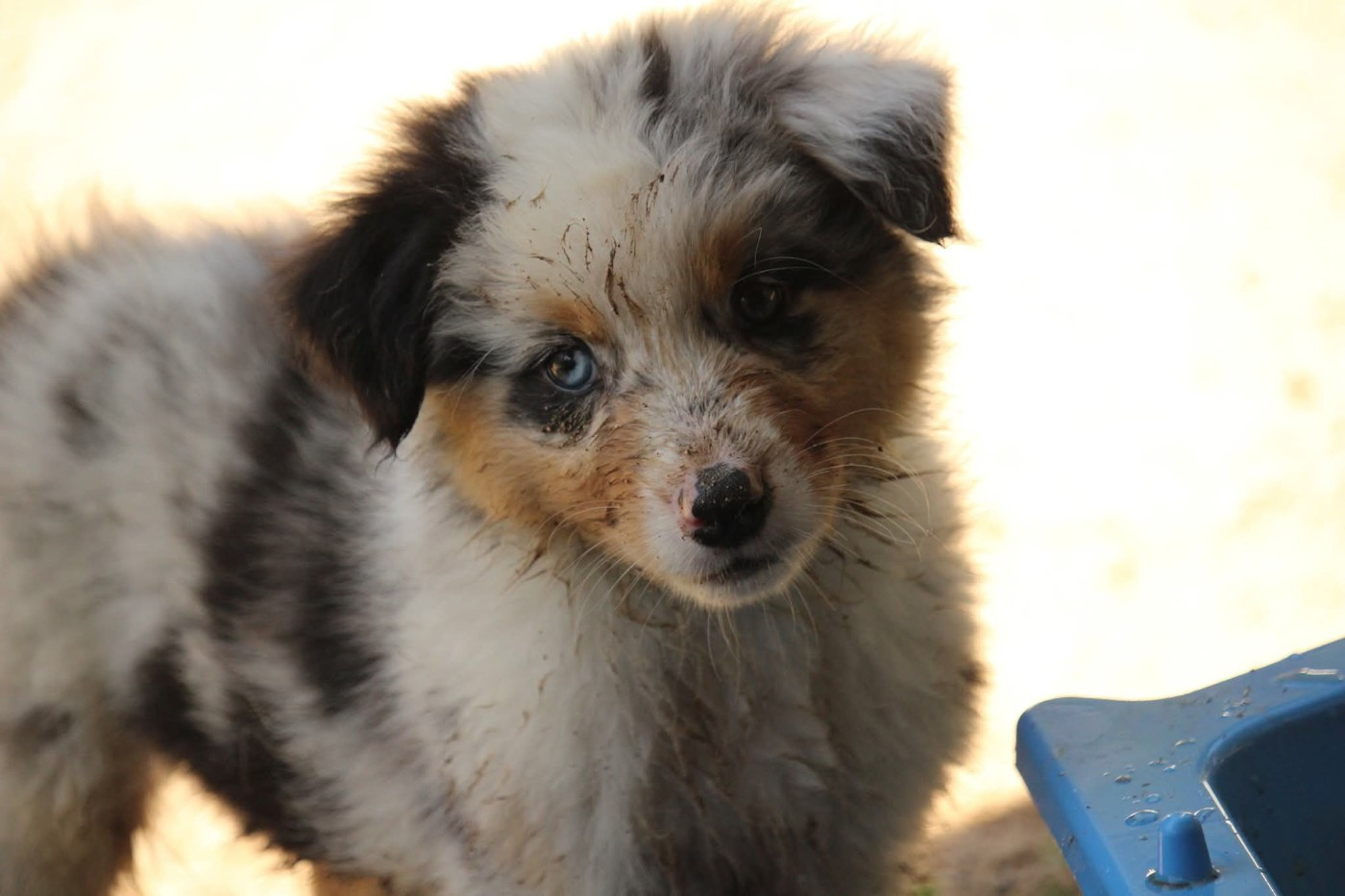 Of The Lion City - Chiots disponibles - Berger Australien