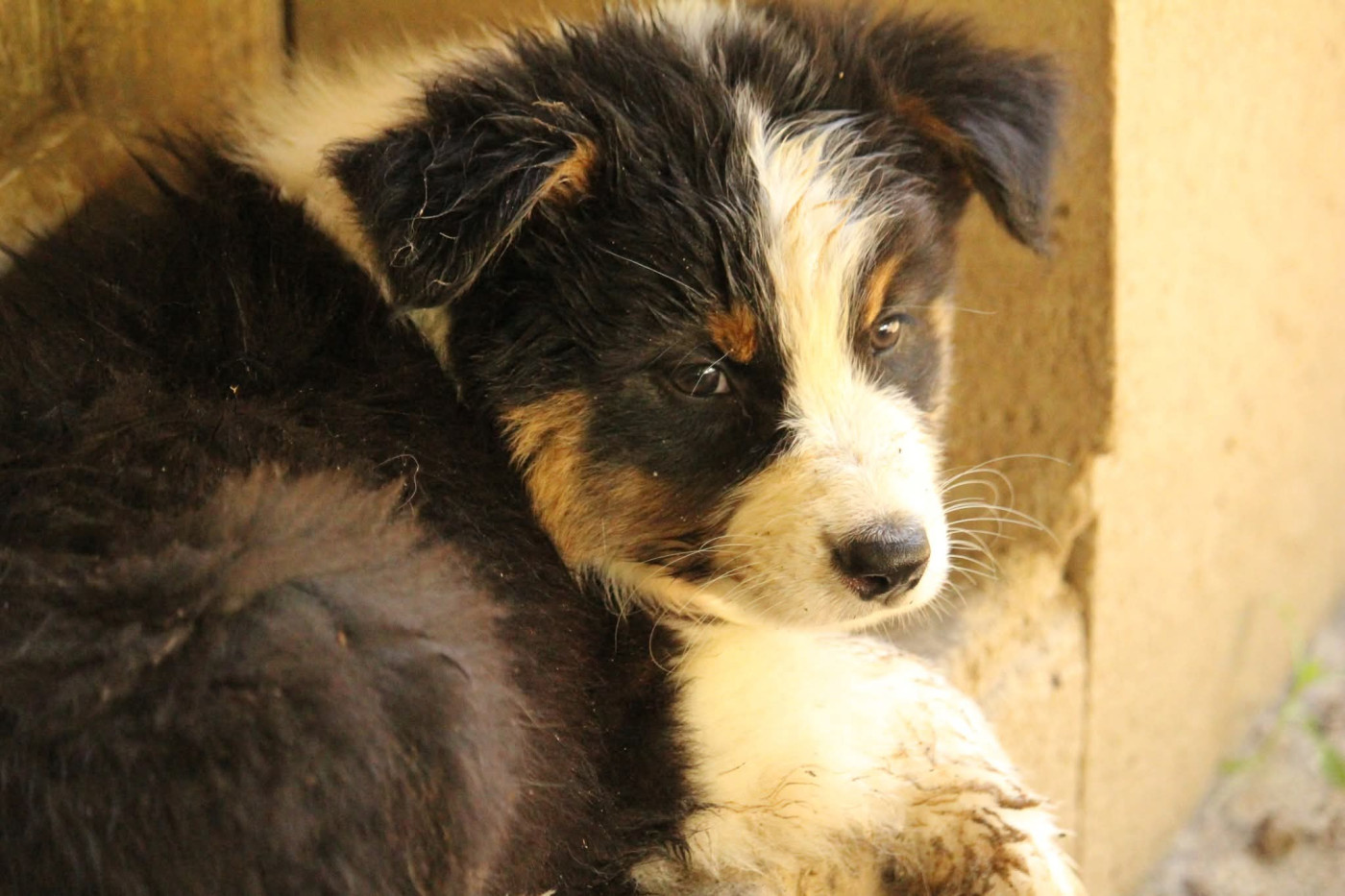 Of The Lion City - Chiots disponibles - Berger Australien