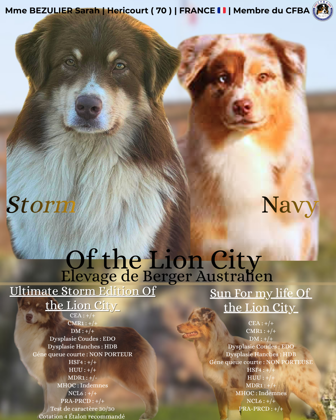 Chiot Berger Australien Of The Lion City