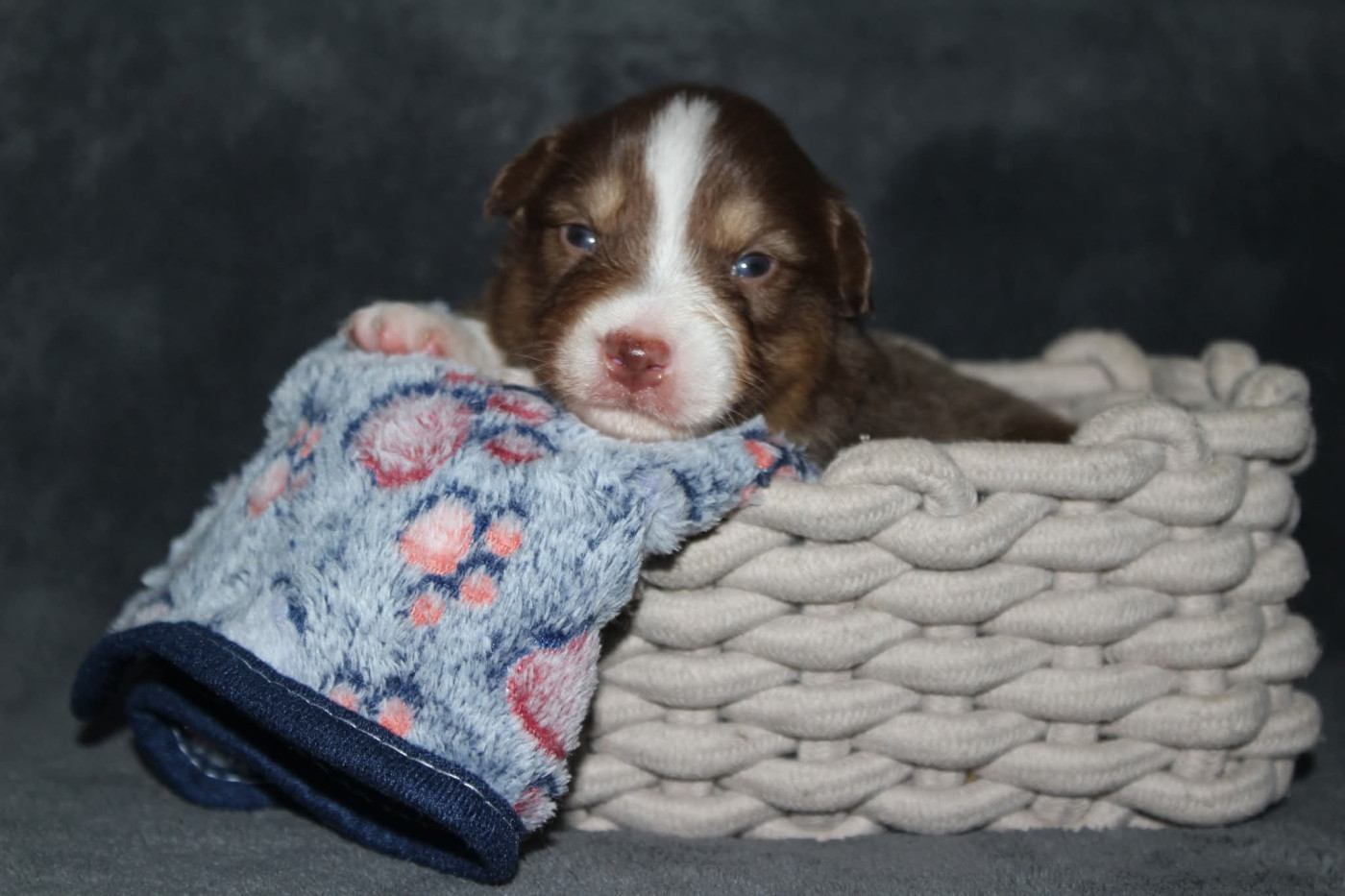 Of The Lion City - Chiots disponibles - Berger Australien