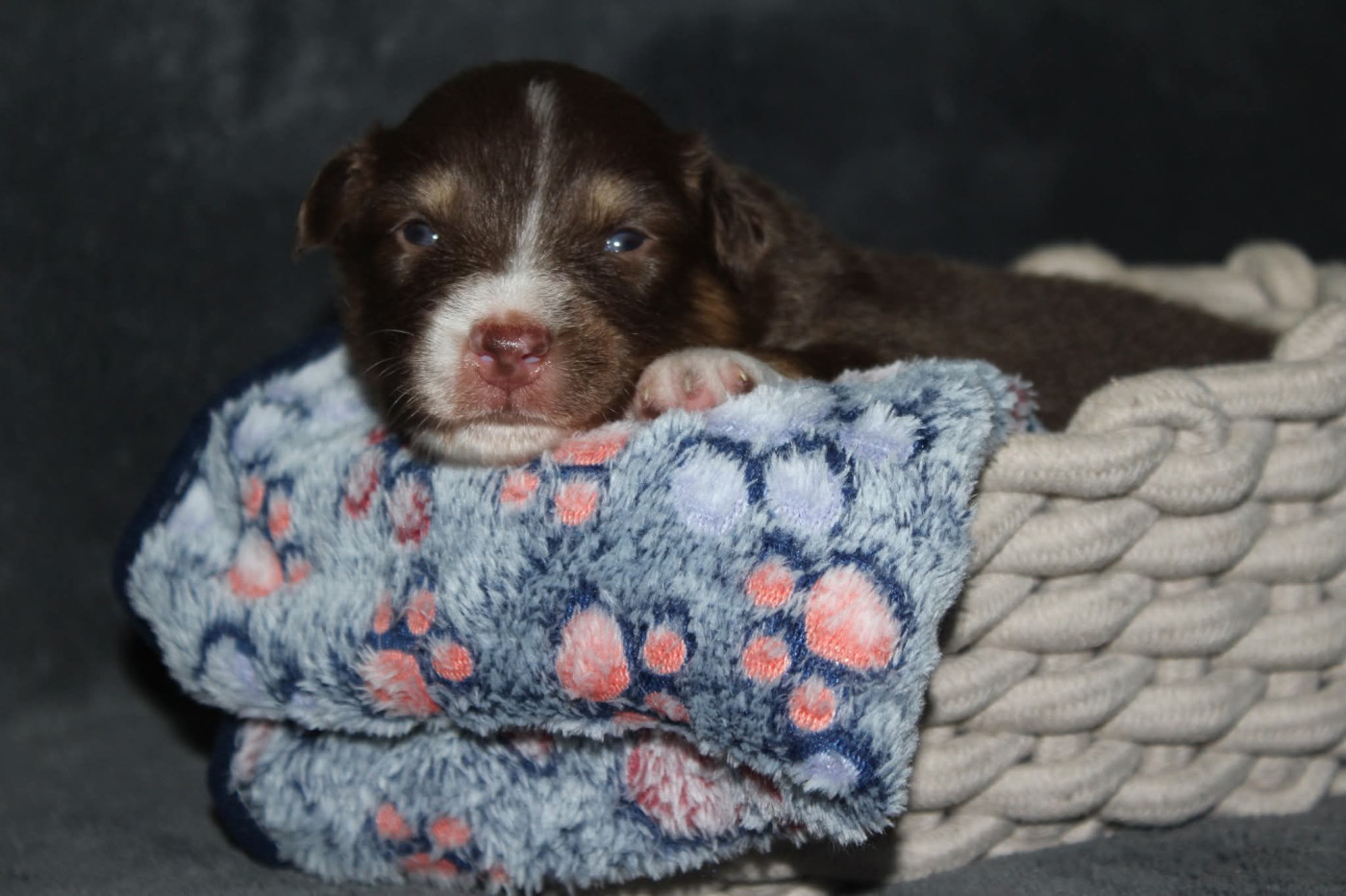 Of The Lion City - Chiots disponibles - Berger Australien