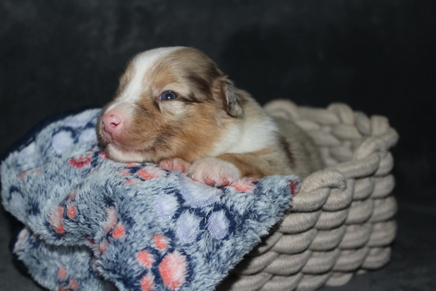 Of The Lion City - Chiots disponibles - Berger Australien