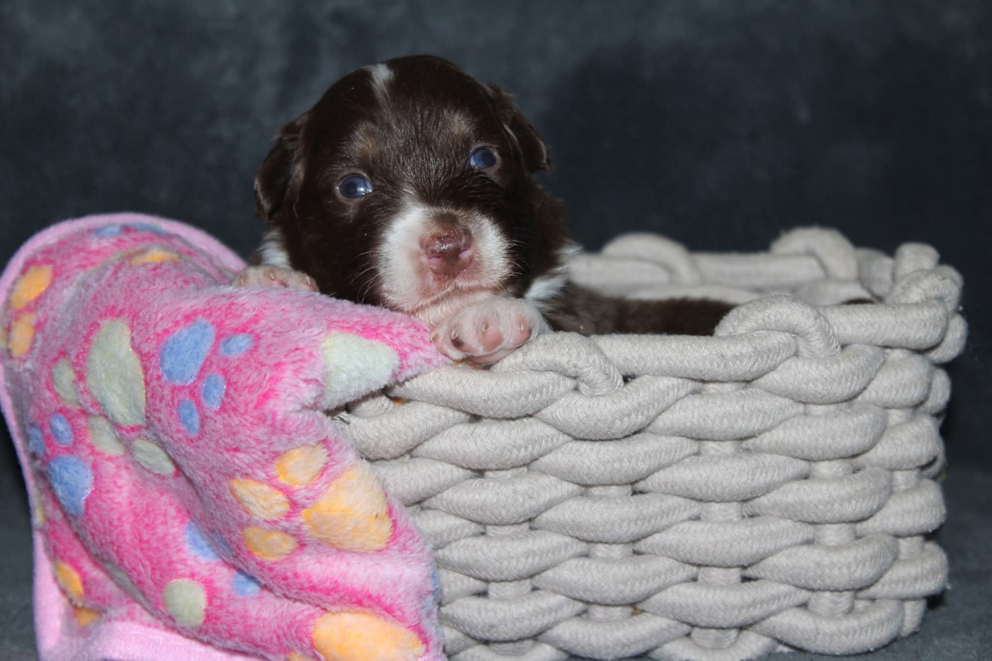 Of The Lion City - Chiots disponibles - Berger Australien