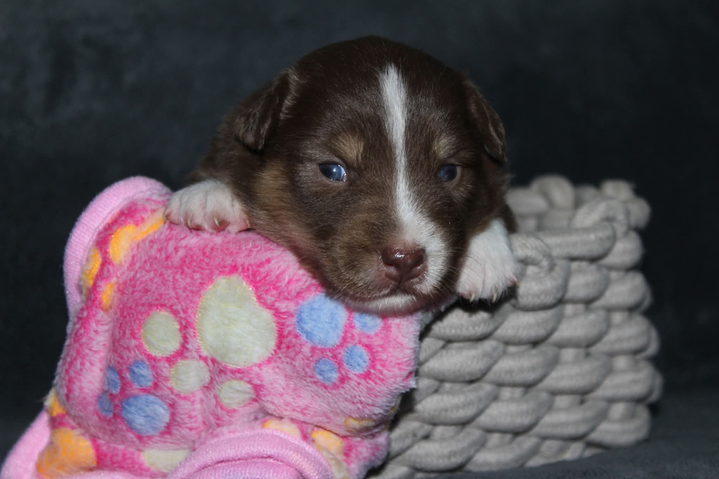 Of The Lion City - Chiots disponibles - Berger Australien