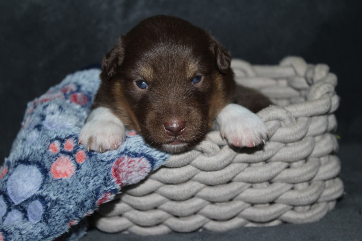 Of The Lion City - Chiots disponibles - Berger Australien