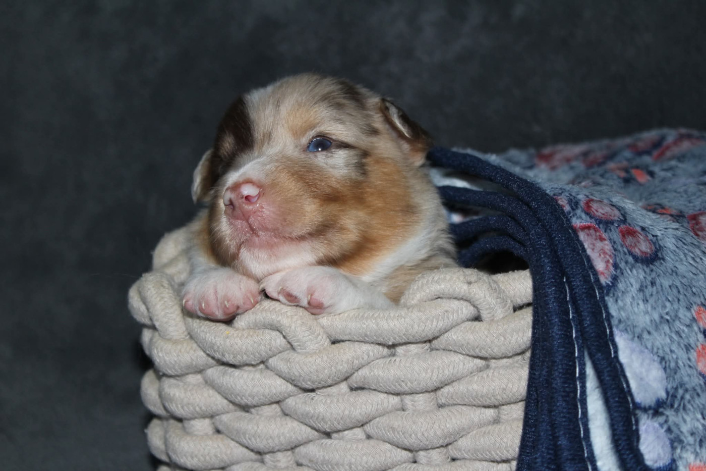 Of The Lion City - Chiots disponibles - Berger Australien