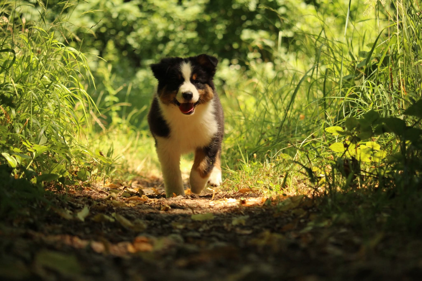 Of The Lion City - Chiots disponibles - Berger Australien