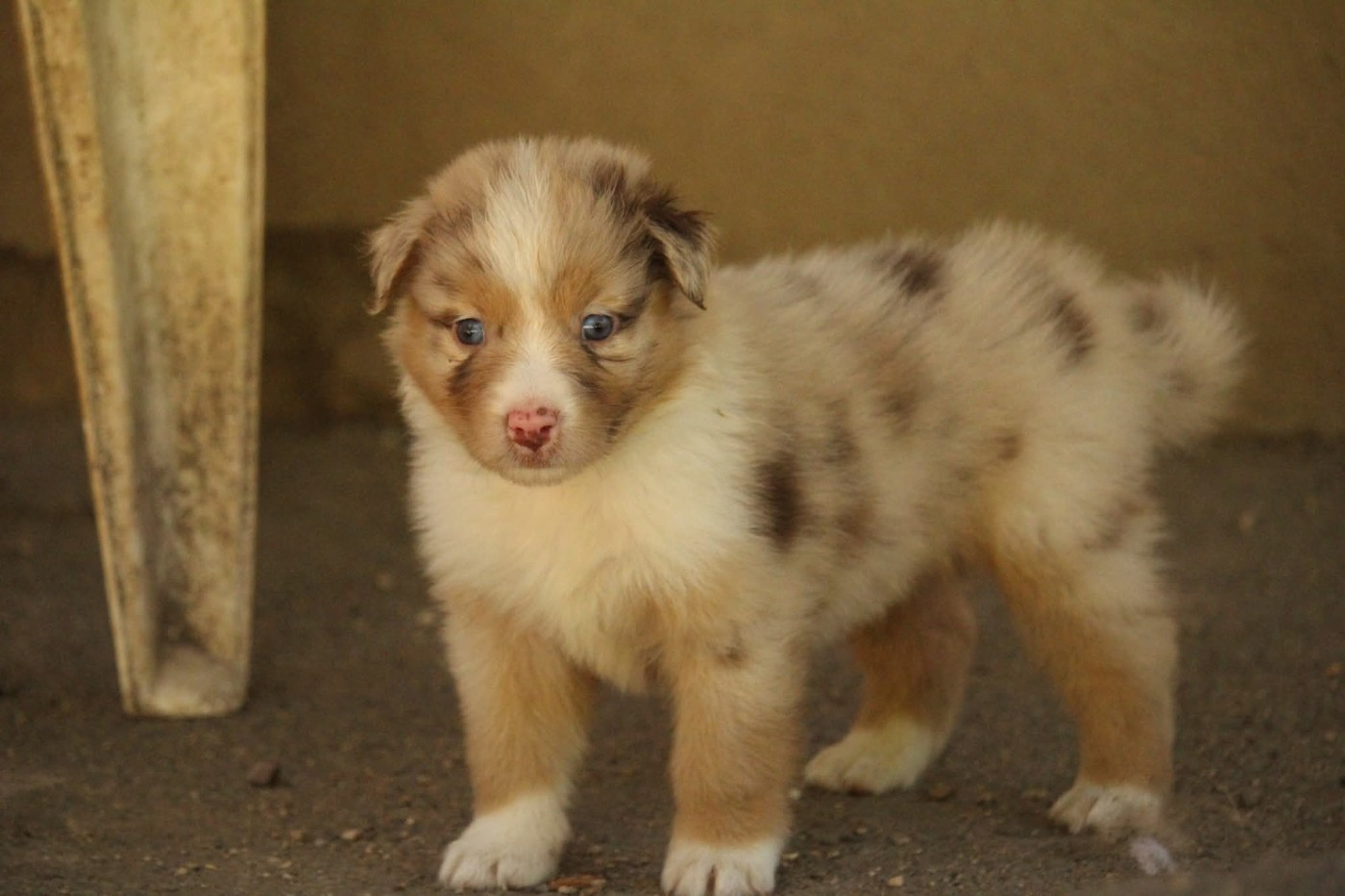 Of The Lion City - Chiots disponibles - Berger Australien