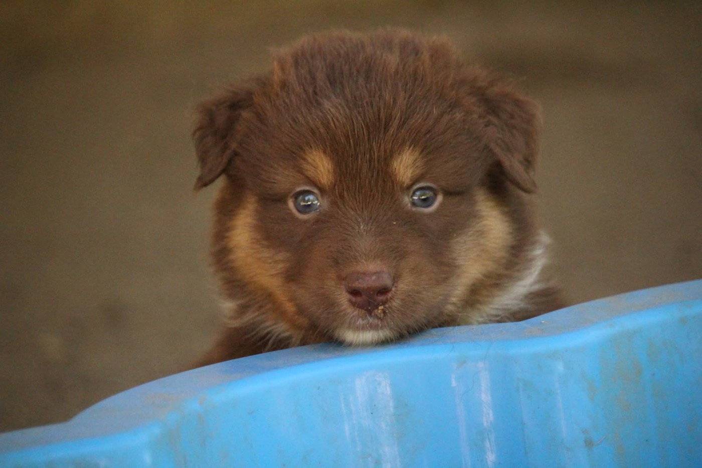 Of The Lion City - Chiots disponibles - Berger Australien