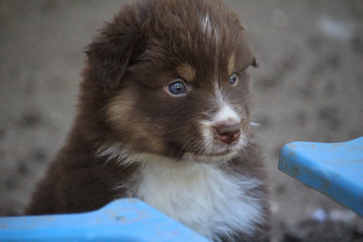 Of The Lion City - Chiots disponibles - Berger Australien
