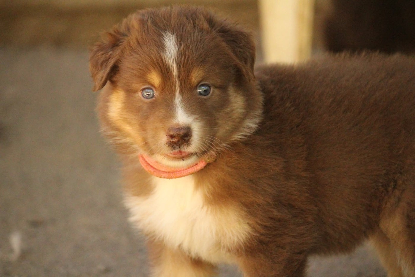 Of The Lion City - Chiots disponibles - Berger Australien