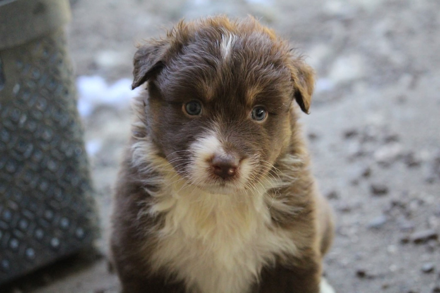 Of The Lion City - Chiots disponibles - Berger Australien