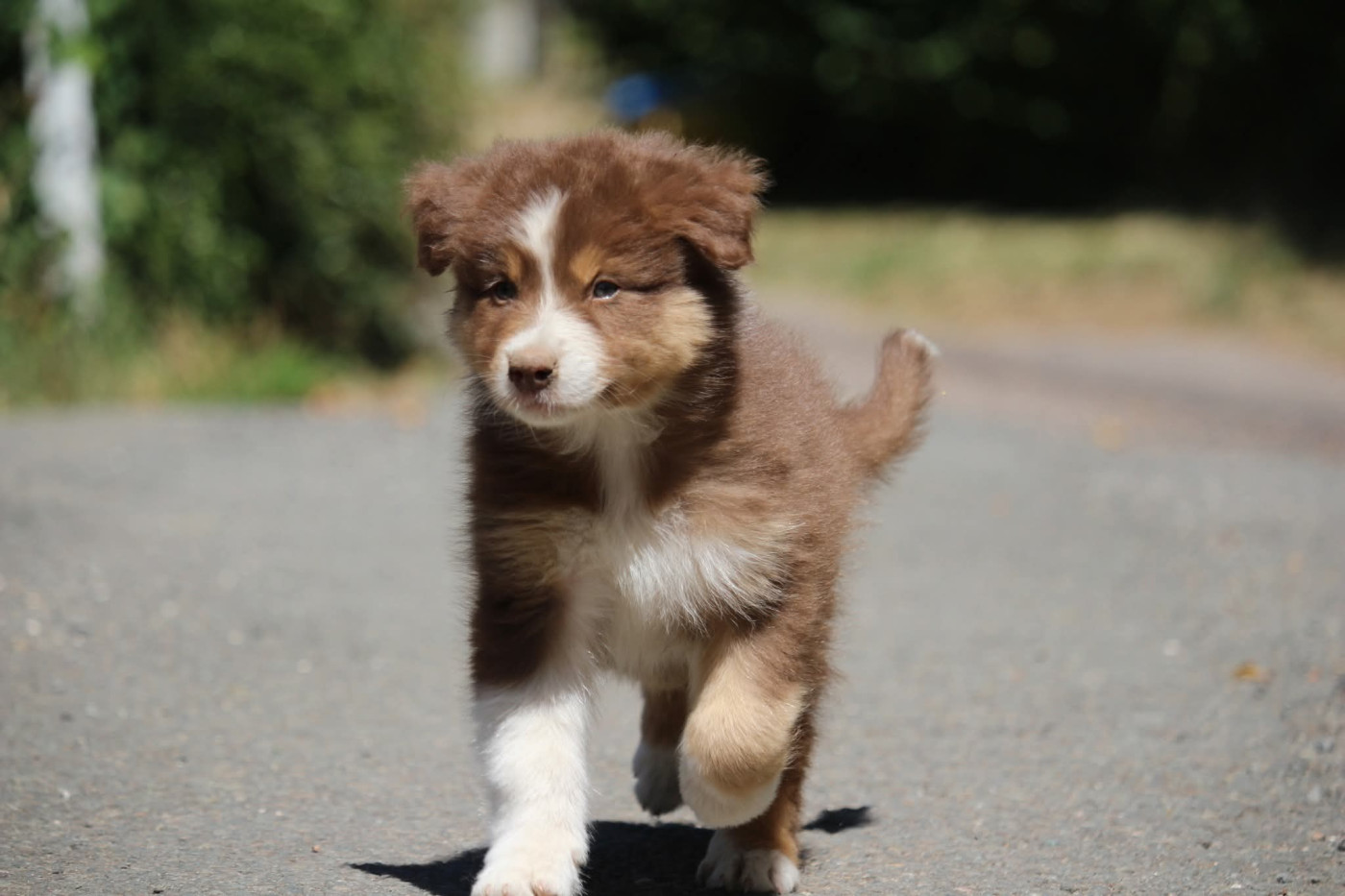 Of The Lion City - Chiots disponibles - Berger Australien