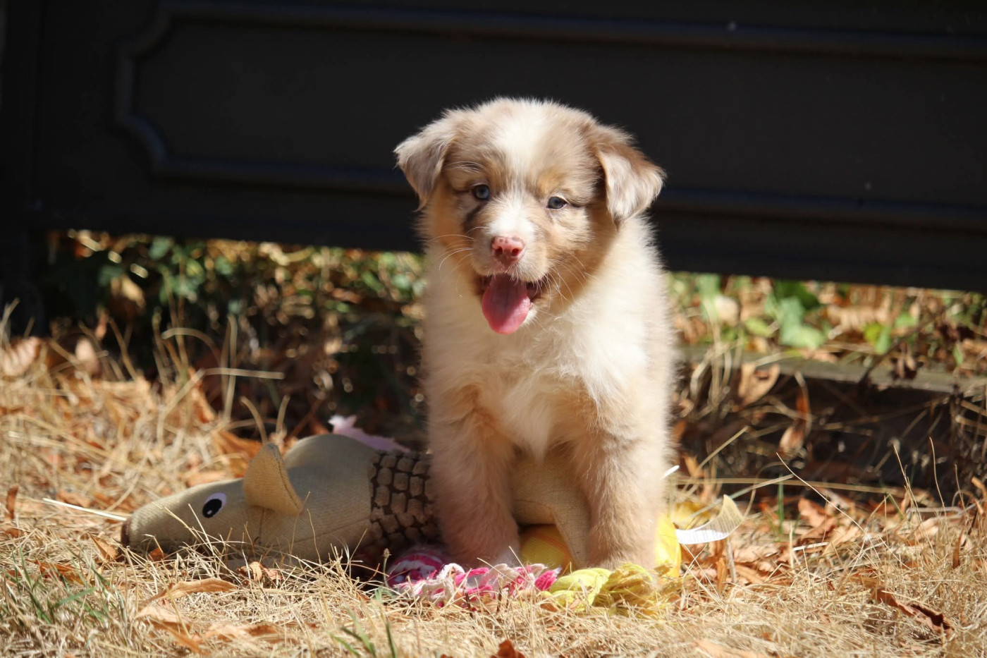 Of The Lion City - Chiots disponibles - Berger Australien
