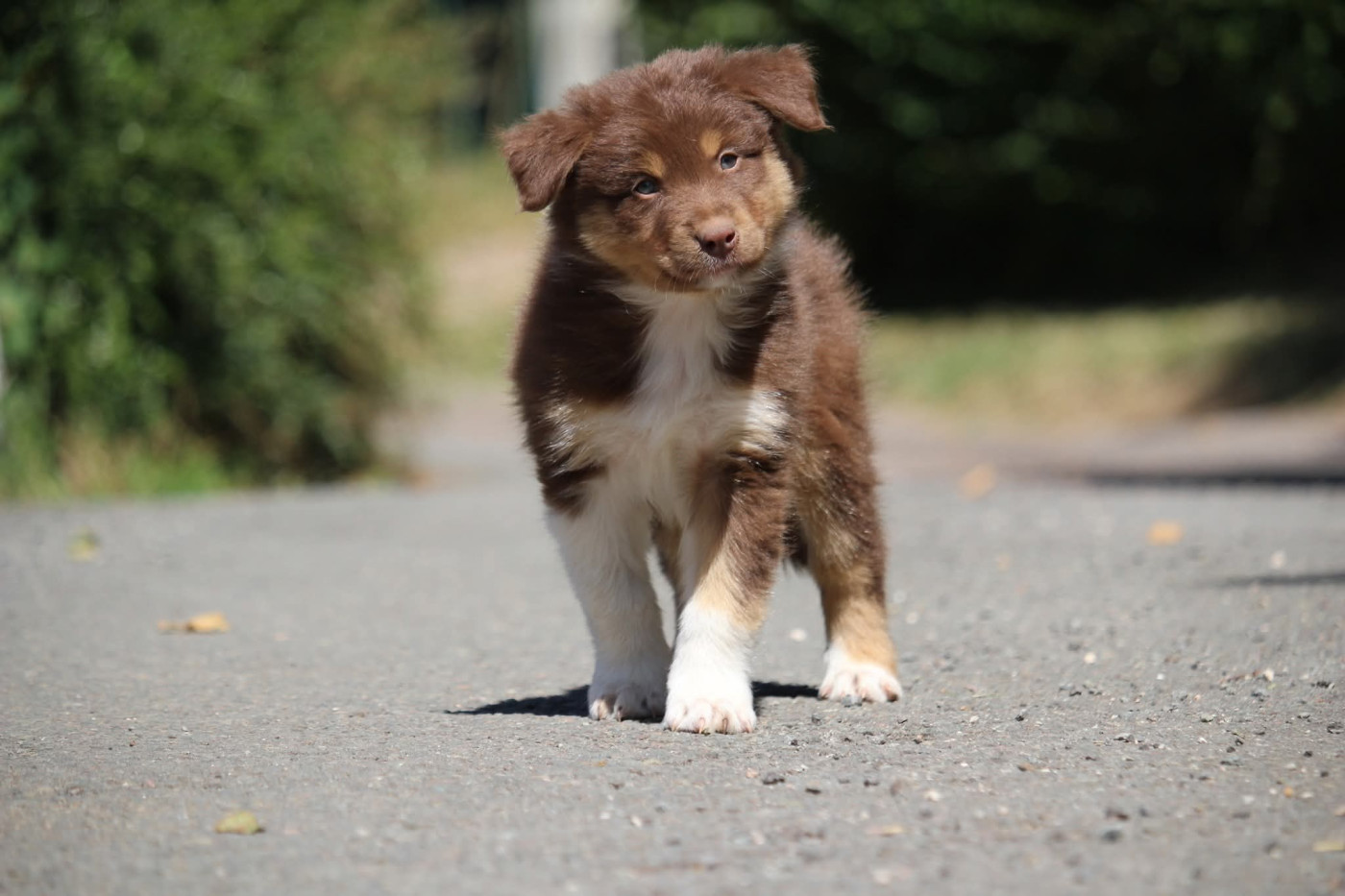 Of The Lion City - Chiots disponibles - Berger Australien