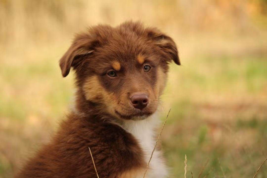 Of The Lion City - Chiots disponibles - Berger Australien