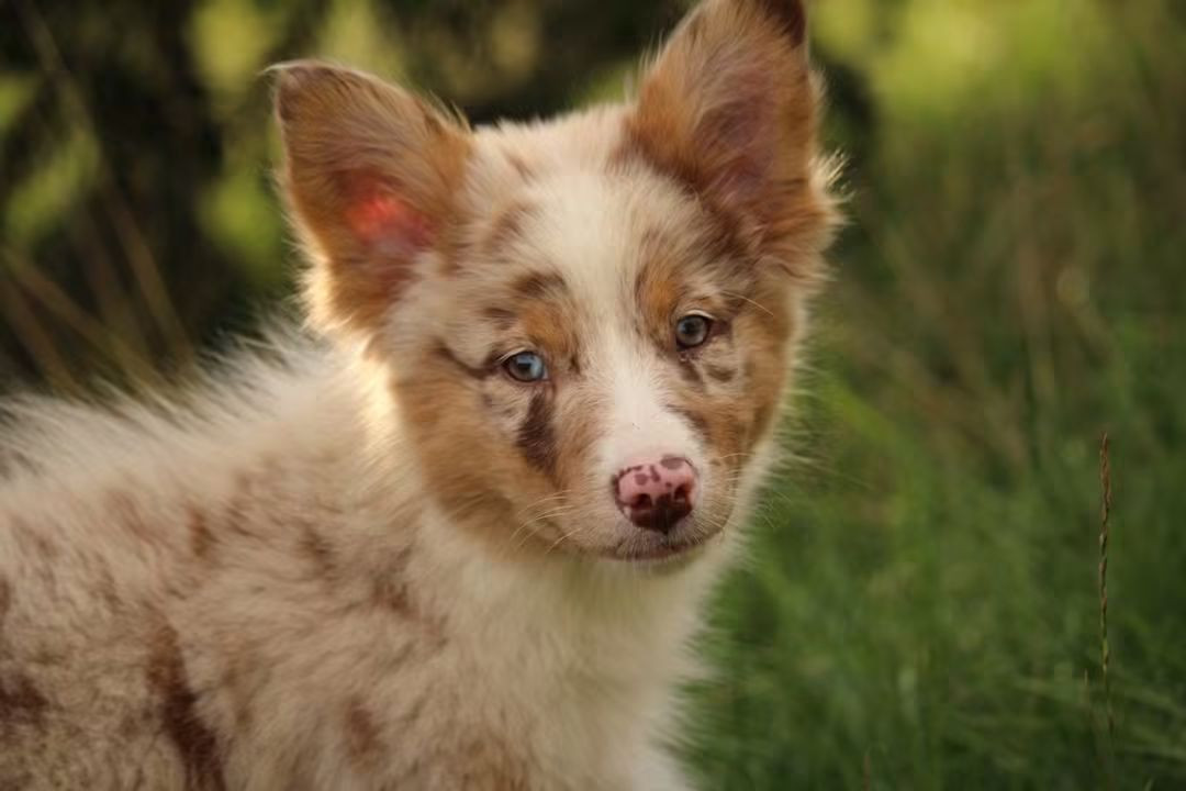 Of The Lion City - Chiots disponibles - Berger Australien