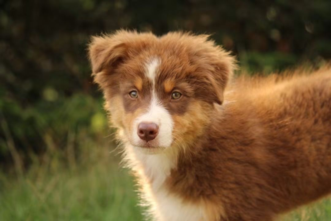 Of The Lion City - Chiots disponibles - Berger Australien