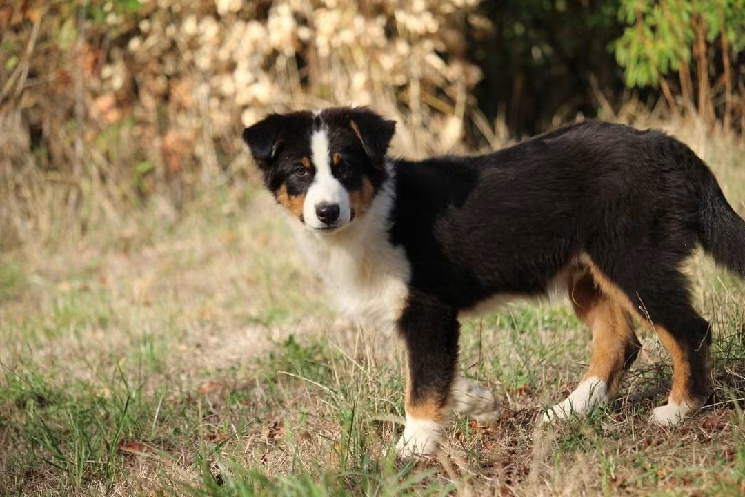 Of The Lion City - Chiots disponibles - Berger Australien