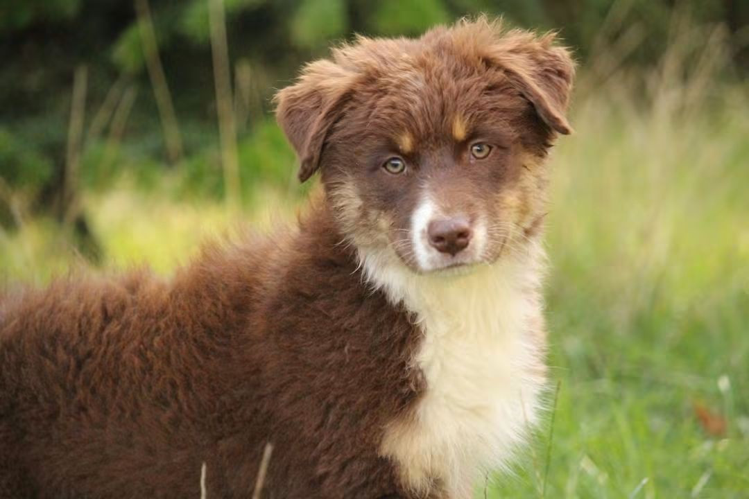 Of The Lion City - Chiots disponibles - Berger Australien