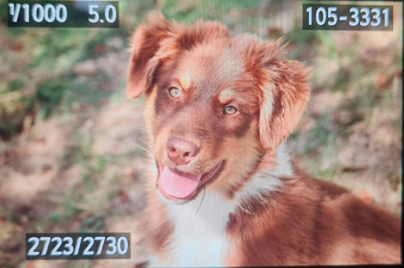 Of The Lion City - Chiots disponibles - Berger Australien