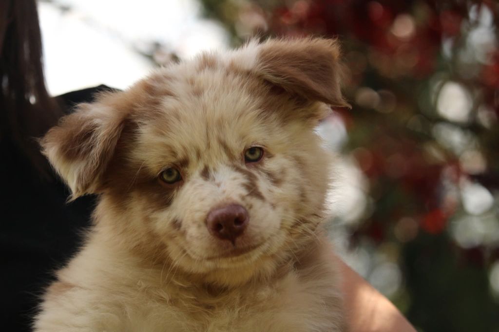 Of The Lion City - Chiots disponibles - Berger Australien