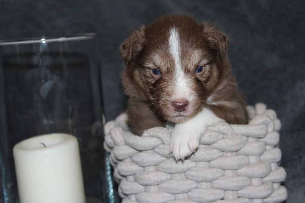 Of The Lion City - Chiots disponibles - Berger Australien