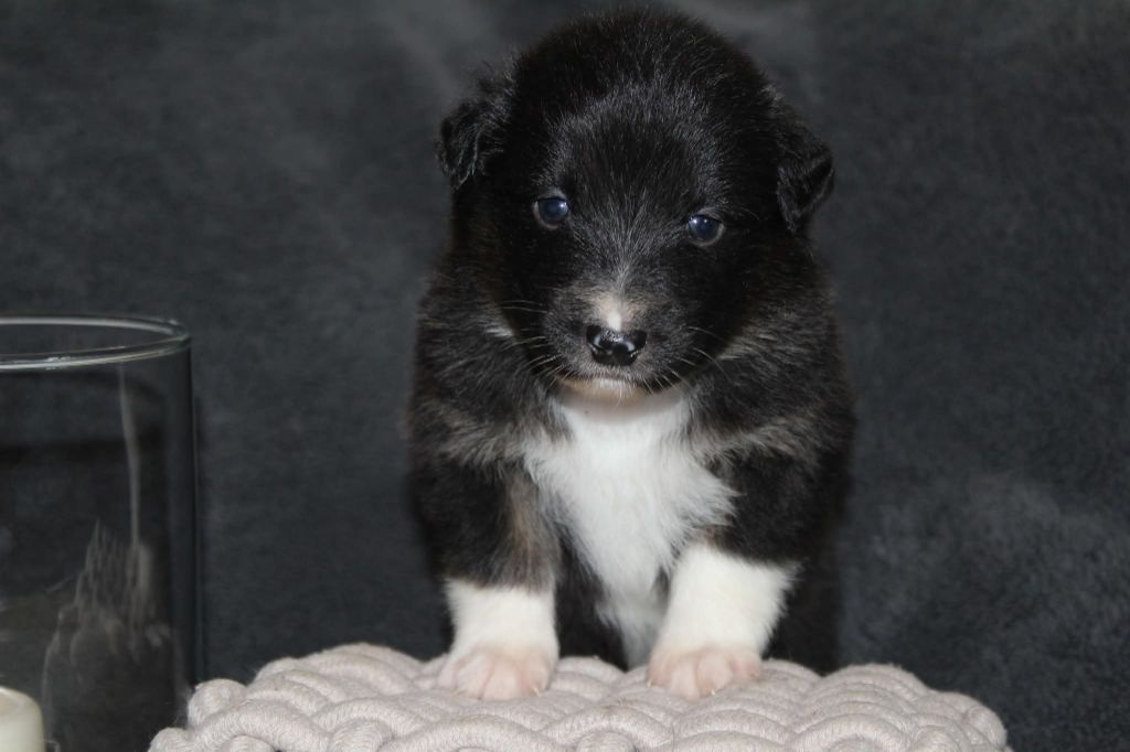 Of The Lion City - Chiots disponibles - Berger Australien