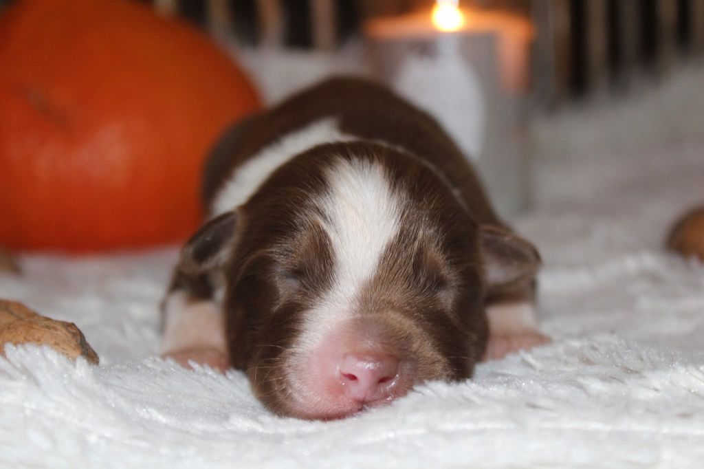 Of The Lion City - Chiots disponibles - Berger Australien