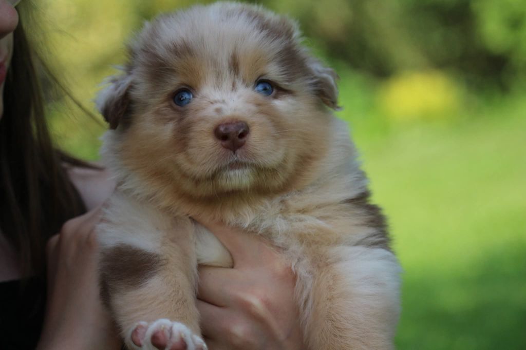 Of The Lion City - Chiots disponibles - Berger Australien