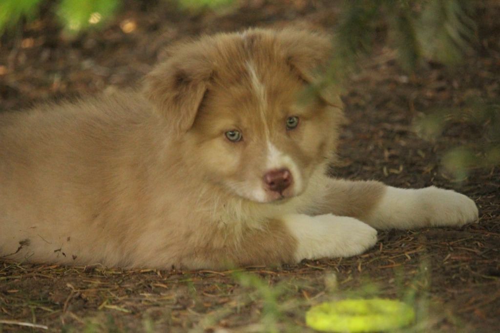 Of The Lion City - Chiots disponibles - Berger Australien