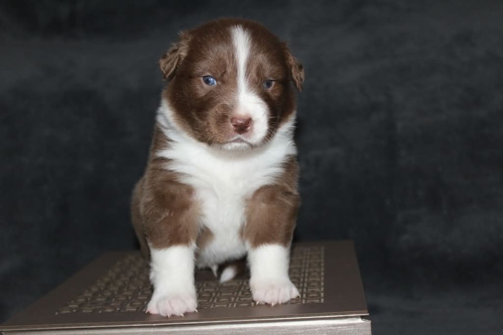 Of The Lion City - Chiots disponibles - Berger Australien
