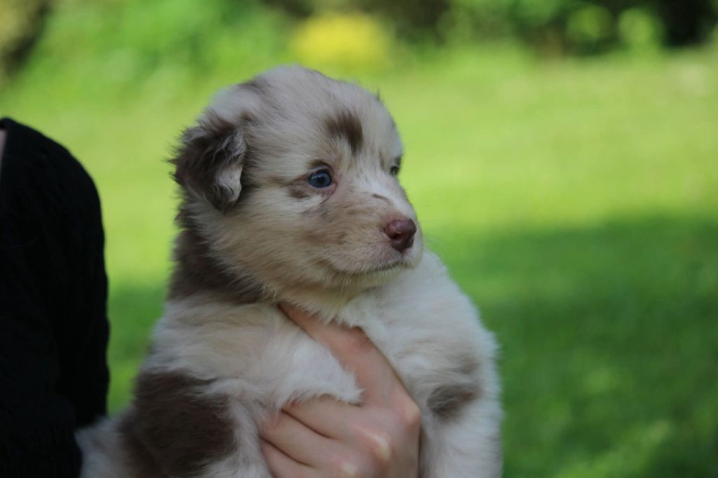 Of The Lion City - Chiots disponibles - Berger Australien